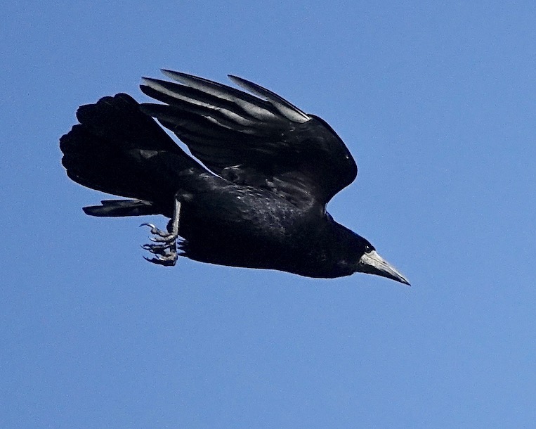 rook